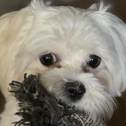 Maltese from Jerrilynn Harrison