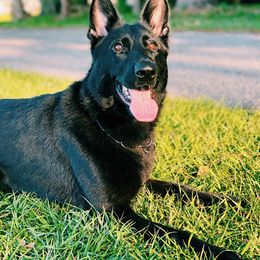 Belgian Malinois, German Shepherd, and Labrador Retriever All Grown Up from Z Canis Major