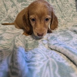 Dark cream - Cream male Dachshund puppy in De Beque, Colorado from ITSAR Ranch