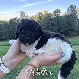 Walter - Merle male Bernedoodle puppy in Julian, Pennsylvania from Happy Valley Doodles