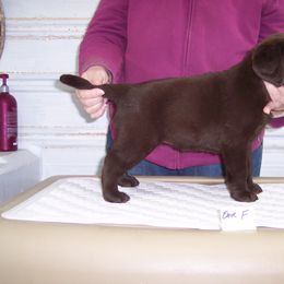 Labrador Retriever Puppies from Cecilie Drege