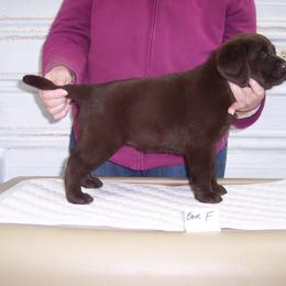 Labrador Retriever Puppies from Cecilie Drege