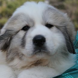 Great Pyrenees Puppies from White O'Morn Farm AKC Great Pyrenees