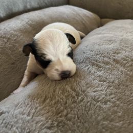 Parson Russell Terrier Puppies from Montana Jacks