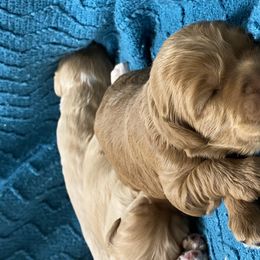 Australian Labradoodle Puppies from Salona Australian Labradoodles