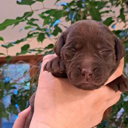 Girl 5 - Chocolate Labrador Retriever puppy in Shrewsbury, Massachusetts from Inna's Labrador Retrievers