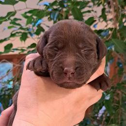 Girl 5 - Chocolate Labrador Retriever puppy in Shrewsbury, Massachusetts from Inna's Labrador Retrievers