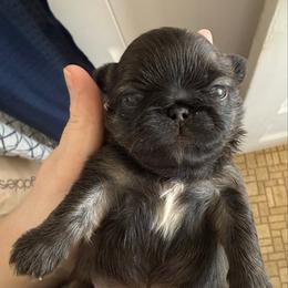Baby boy - Fawn male Pekingese puppy in Clinton, Tennessee from Gracelands Pekingese