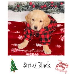 Golden Retriever Puppies from Ruff Life Goldens