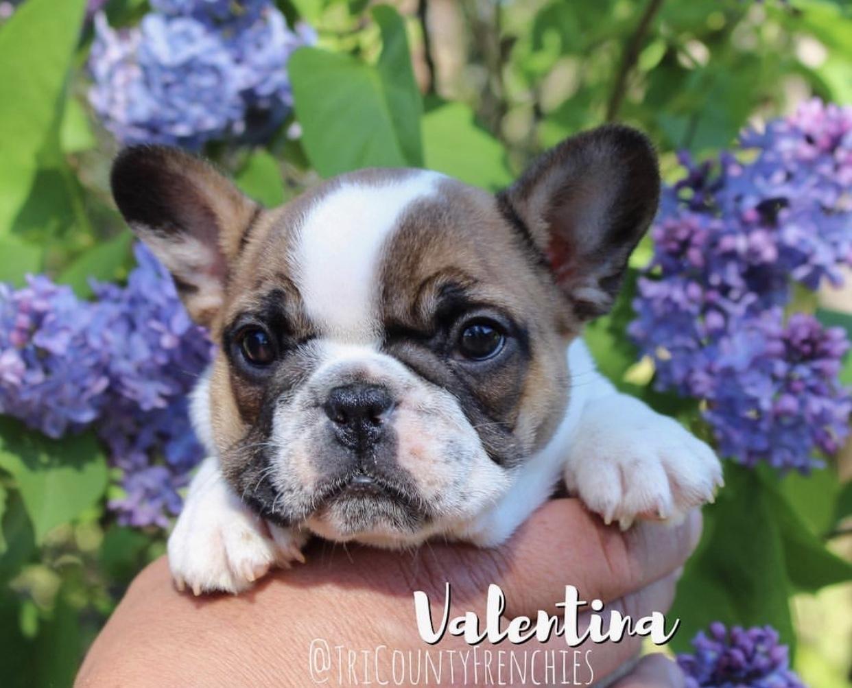 French Bulldogs from Tri County Frenchies