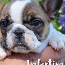 French Bulldogs from Tri County Frenchies