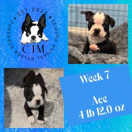 Ace - Black and white male Boston Terrier puppy in Jupiter, Florida from CJM Boston and Boxer Puppies