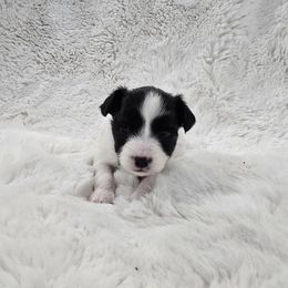 Faith - White and black female Papillon puppy in Hollister, Missouri from Swan Creek Kennel