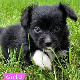 Girl 3 - Black and white female Companion Cross puppy in Davenport, Washington from Lovely Ladies and Little Asses Miniature Equines (L3A Pomeranians & Papillons)