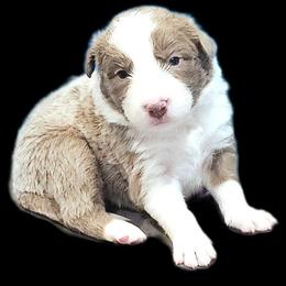 Bud - Lilac male Border Collie puppy in Cedar Springs, Michigan from Lyncroft Border Collies