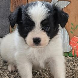 Rue - White black and tan male Papillon puppy in Dorset, Ohio from Classy Country Papillons