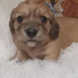 Dachshunds from Laclisha's Dachshunds