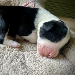 Girl 1 - Black female Bearded Collie puppy in Baltimore, Maryland from Beloved Bearded & Border Collies