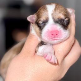 Goldie - Sable and white female American Corgi puppy in Whitney, Texas from 5H Corgis