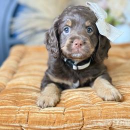 George- Non-Furnished - Chocolate male Australian Labradoodle puppy in Taylor, Michigan from Mi Best Doodle Ever, LLC