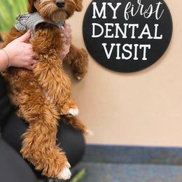 Australian Labradoodle Puppies from Berrybrook Doodles