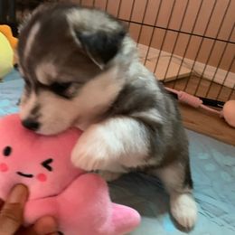 Siberian Husky Puppies from Canace Siberians