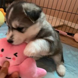 Siberian Husky Puppies from Canace Siberians