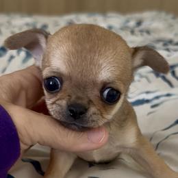 Girl1 - Fawn female Chihuahua puppy in Spring Hill, Florida from Stardom Chihuahuas & CKCS