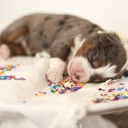 Sprinkle - female Australian Mountain Doodle puppy in Spanish Fork, Utah from Little Puppy Co.