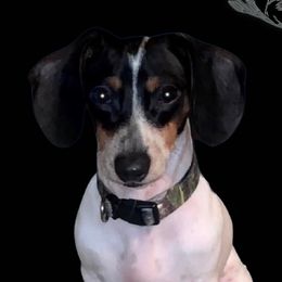 Beans - Dachshund