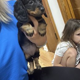 Dachshund Puppies from McQueen farms