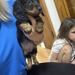 Dachshund Puppies from McQueen farms