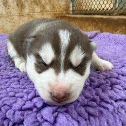Girl 1 - Red and white female Siberian Husky puppy in Loudon, Tennessee from Kristari Siberians