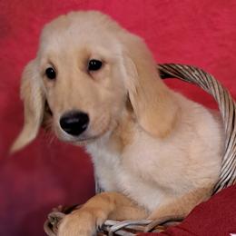 Golden Retriever puppies from Davids Golden Retrievers