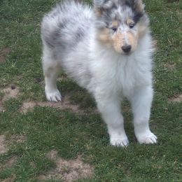 Collie Puppies from Thorndale Collies
