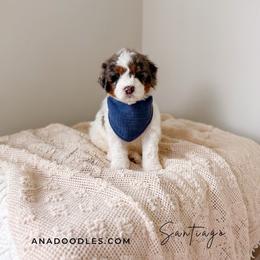 Santiago - Grey and white male Bernedoodle puppy in Cold Spring, Minnesota from A.N.A. Doodles