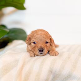 Biscuit - Apricot female Goldendoodle puppy in Jackson, Tennessee from Doodlebug Farms