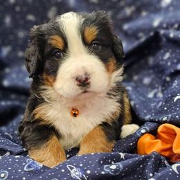 Juno- Orange Collar - Tri-color female Bernese Mountain Dog puppy in Bonham, Texas from Happy Valley Puppies