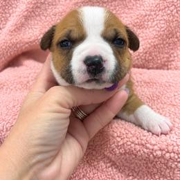Rachel - Red female American Staffordshire Terrier puppy in Marietta, Georgia from Ambition Amstaffs