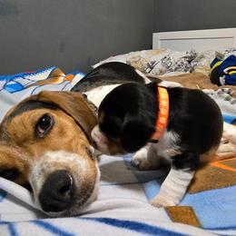 Tucker - orange collar - Black tan and bluetick male Beagle puppy in East Providence, Rhode Island from Amanda's Beagles