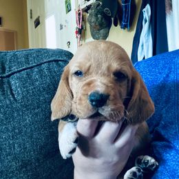 Earnie - Mahogany and white male Basset Hound puppy in Tollesboro, Kentucky from Low and Slow Bassets