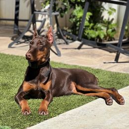 Doberman Pinscher puppies from Corgi Dobie Co.