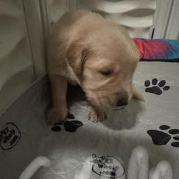 Green Collar - Golden male Golden Retriever puppy in Tulsa, Oklahoma from Triple J Goldens, LLC