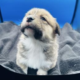 Male 4 - Red male Pembroke Welsh Corgi puppy in Hale, Michigan from All Hale Corgis