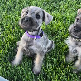 AKC Nosara (Purple) - Salt and pepper female Miniature Schnauzer puppy in West Jordan, Utah from Olympus Schnauzers