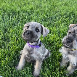 AKC Nosara (Purple) - Salt and pepper female Miniature Schnauzer puppy in West Jordan, Utah from Olympus Schnauzers