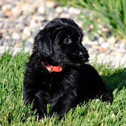 Giant Schnauzer Puppies from Schnauzer Ranch