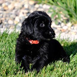 Giant Schnauzer Puppies from Schnauzer Ranch