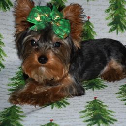 Boy - Blue and gold Yorkshire Terrier puppy in Maple Heights, Ohio from Yorkiesllc
