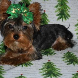 Boy - Blue and gold Yorkshire Terrier puppy in Maple Heights, Ohio from Yorkiesllc